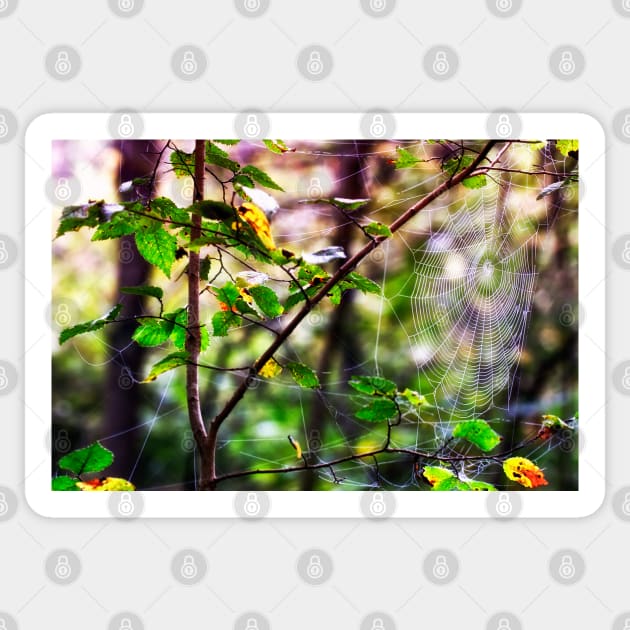 heidiannemorris,Spider web in the woods Sticker by heidiannemorris